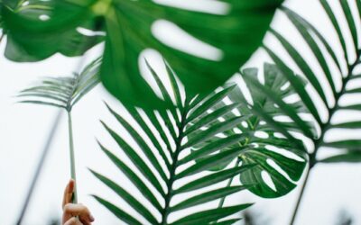 Join PLM for the Palm Sunday Path